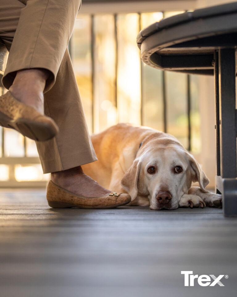 Photo of a dog laying down on a trex deck